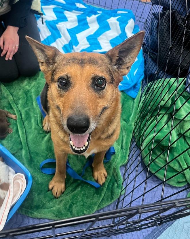 Enlarge Zelli, a Adoptable mixed breed in Fayetteville, AR image 3/3