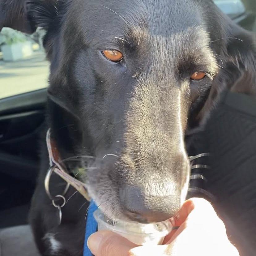 Enlarge Tanner, a Adoptable Black Labrador Retriever in Ramona, CA image 3/6