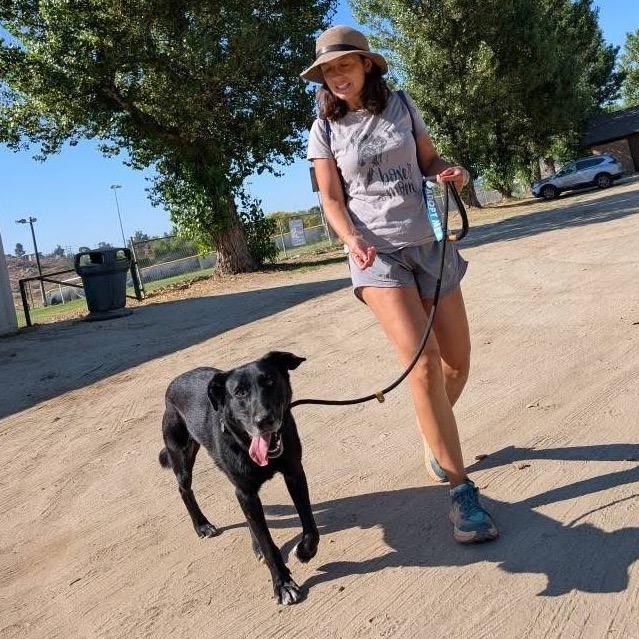 Enlarge Tanner, a Adoptable Black Labrador Retriever in Ramona, CA image 3/6