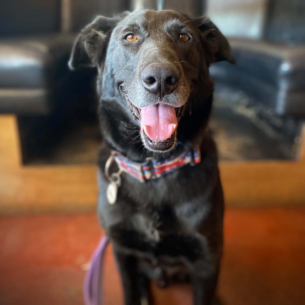 Enlarge Tanner, a Adoptable Black Labrador Retriever in Ramona, CA image 2/6