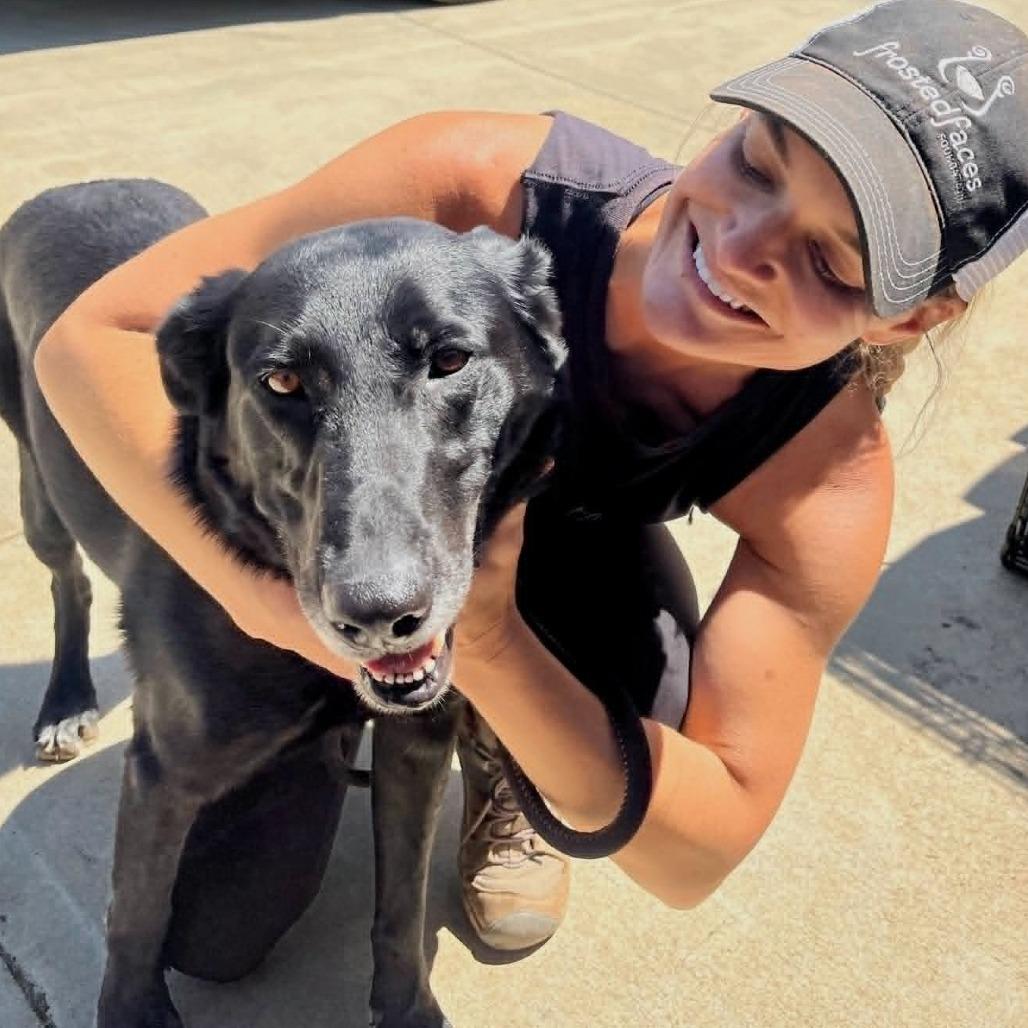 Enlarge Tanner, a Adoptable Black Labrador Retriever in Ramona, CA image 2/5