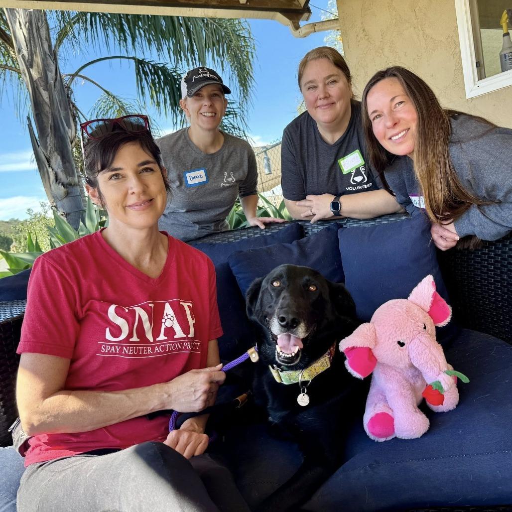 Enlarge Tanner, a Adoptable Black Labrador Retriever in Ramona, CA image 5/6