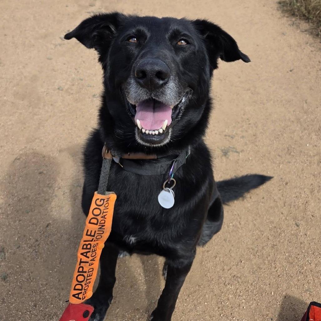 Enlarge Tanner, a Adoptable Black Labrador Retriever in Ramona, CA image 6/6
