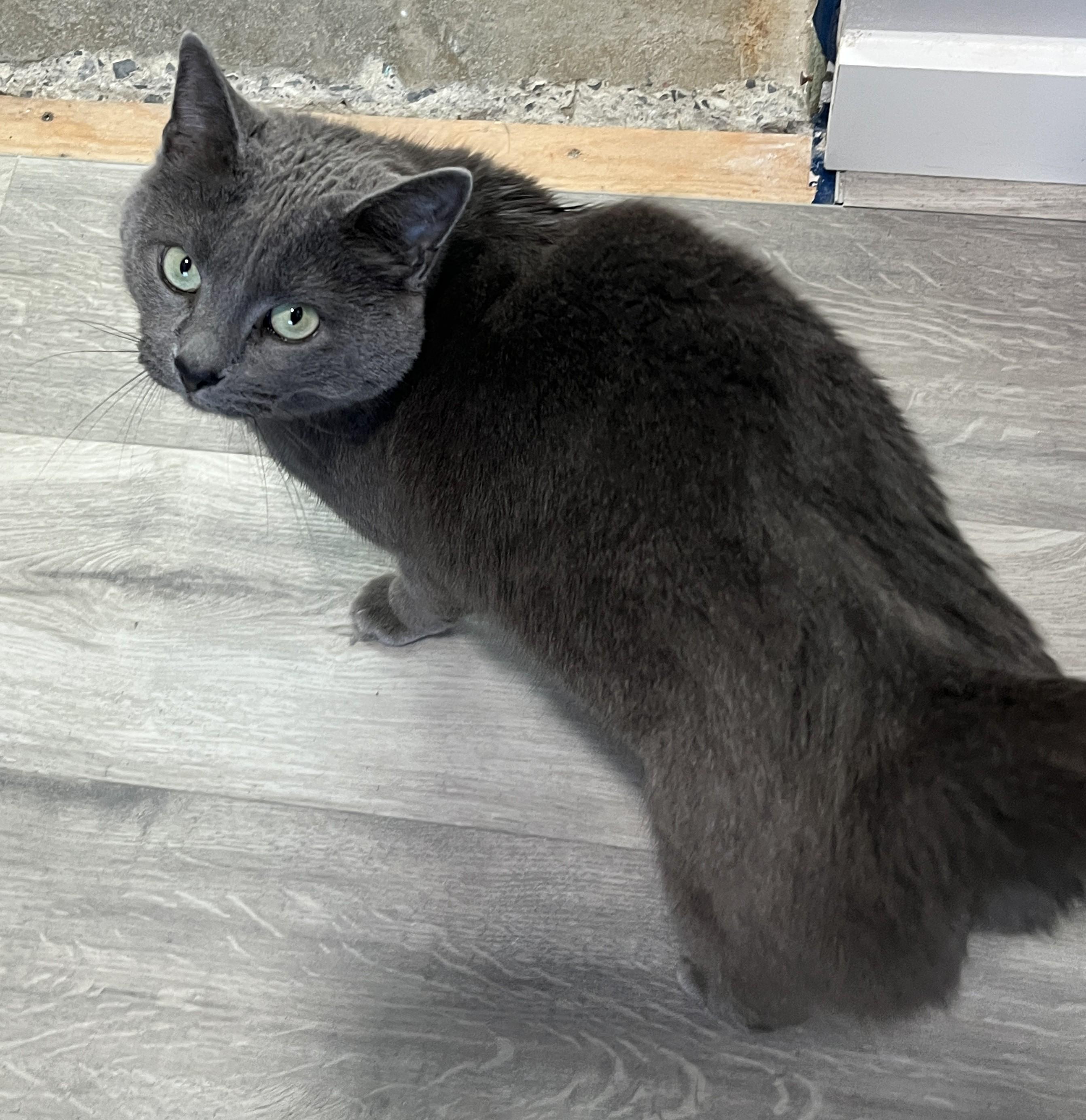 Enlarge CHARLOTTE (CR/SC), an adopted mixed breed in Sainte-Angele-de-Monnoir, QC image 4/6