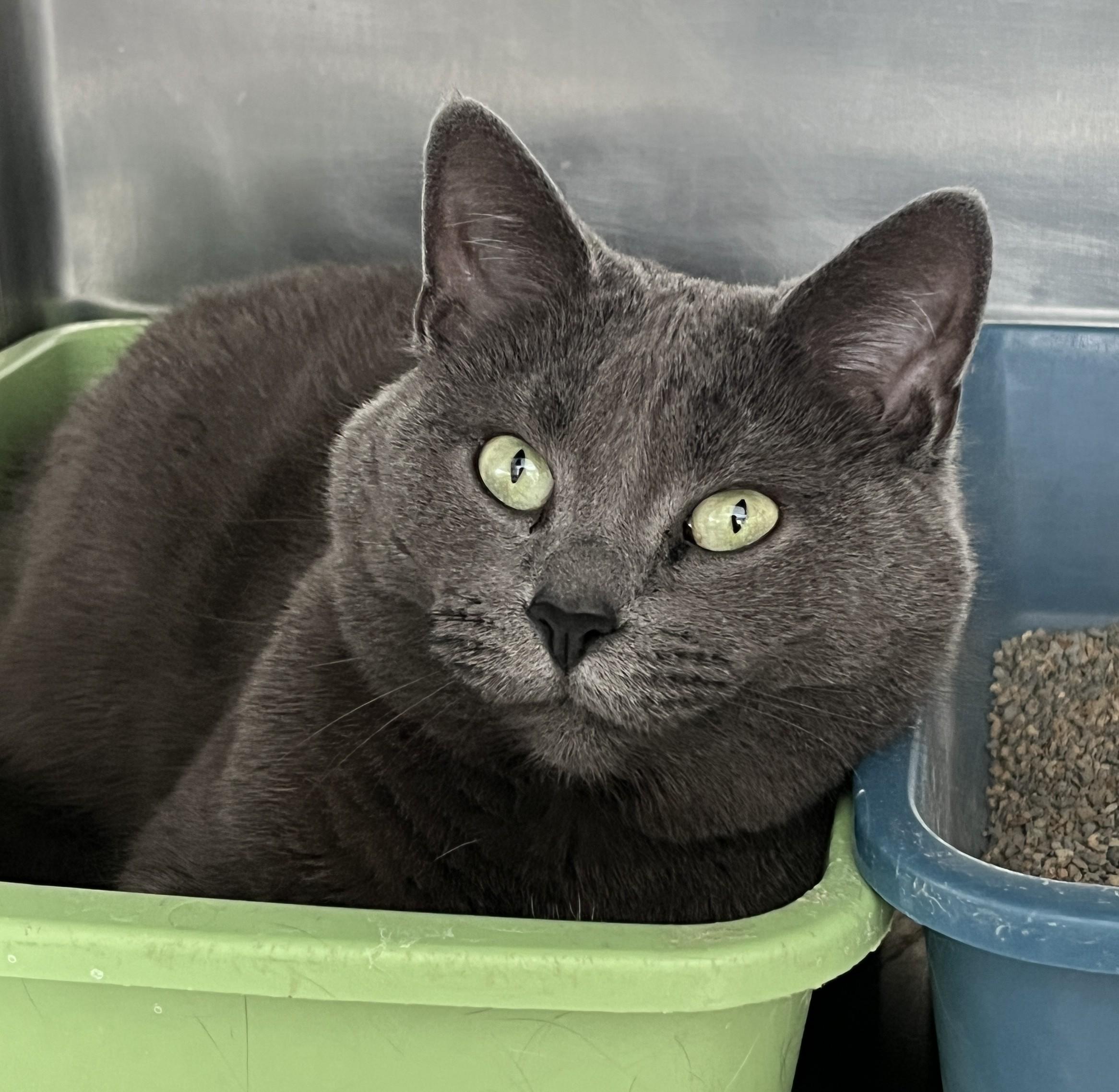 Enlarge CHARLOTTE (CR/SC), an adopted mixed breed in Sainte-Angele-de-Monnoir, QC image 2/6