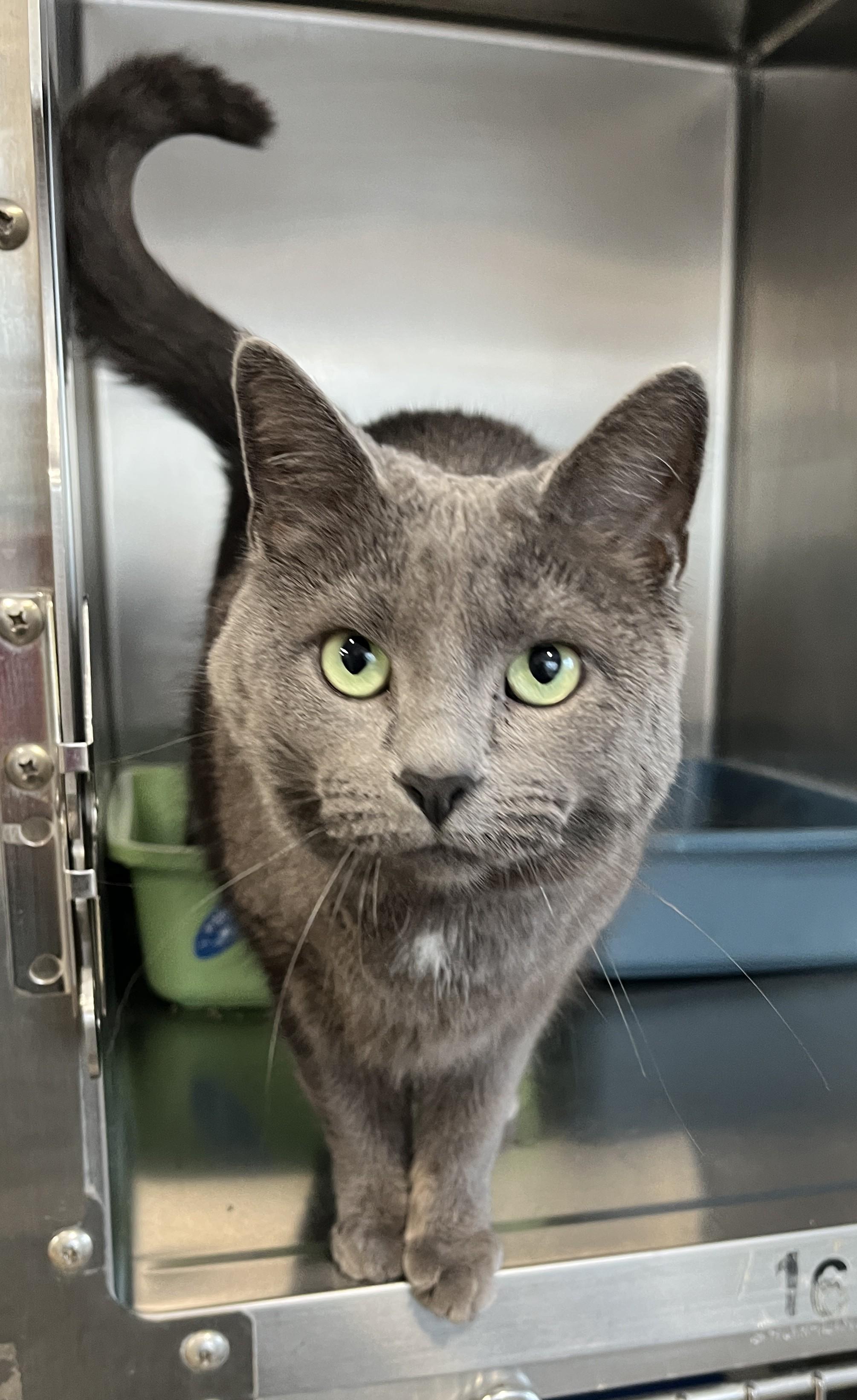 Enlarge CHARLOTTE (CR/SC), an adopted mixed breed in Sainte-Angele-de-Monnoir, QC image 1/6