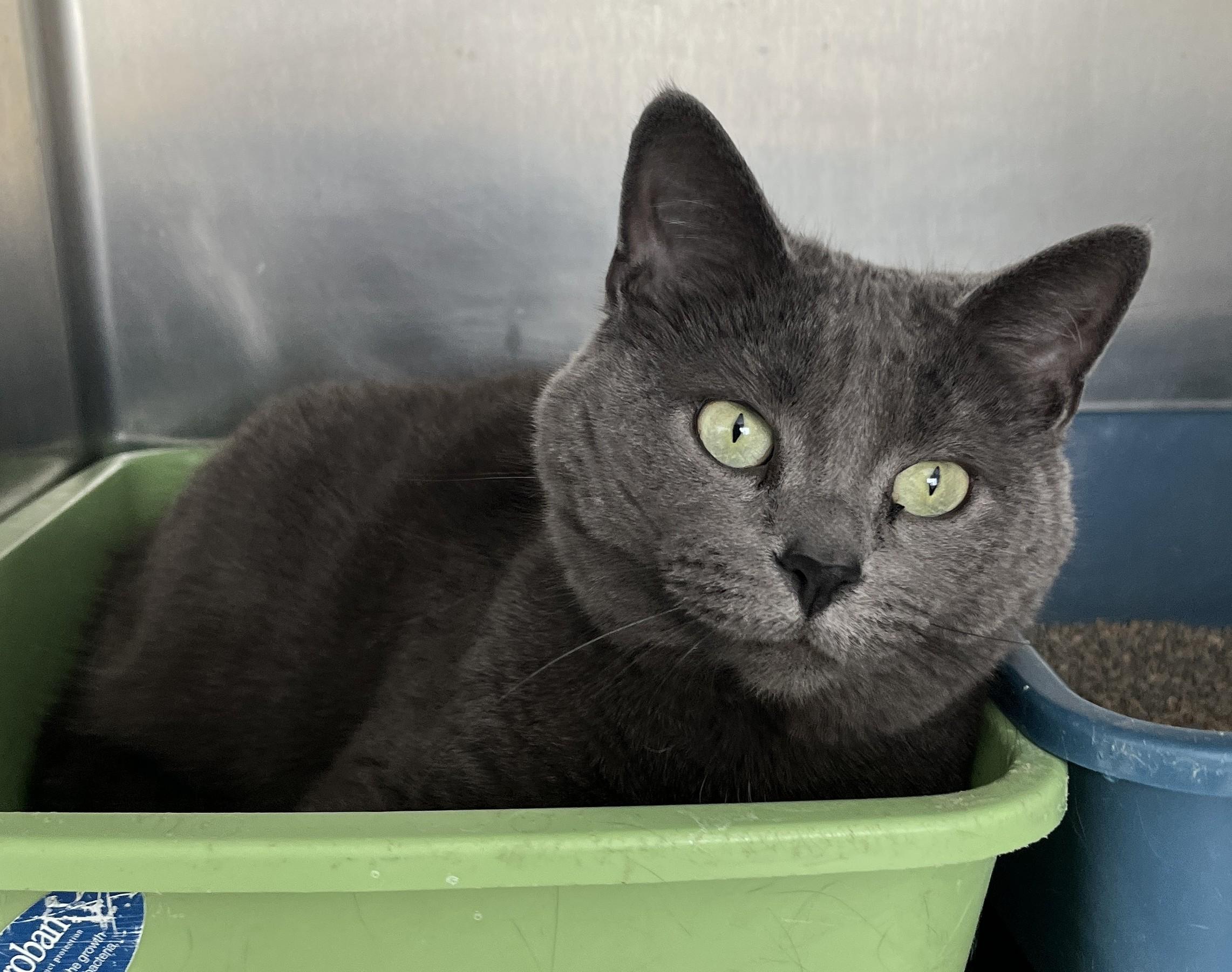 Enlarge CHARLOTTE (CR/SC), an adopted mixed breed in Sainte-Angele-de-Monnoir, QC image 5/6