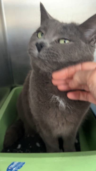 Enlarge CHARLOTTE (CR/SC), an adopted mixed breed in Sainte-Angele-de-Monnoir, QC video 6/6