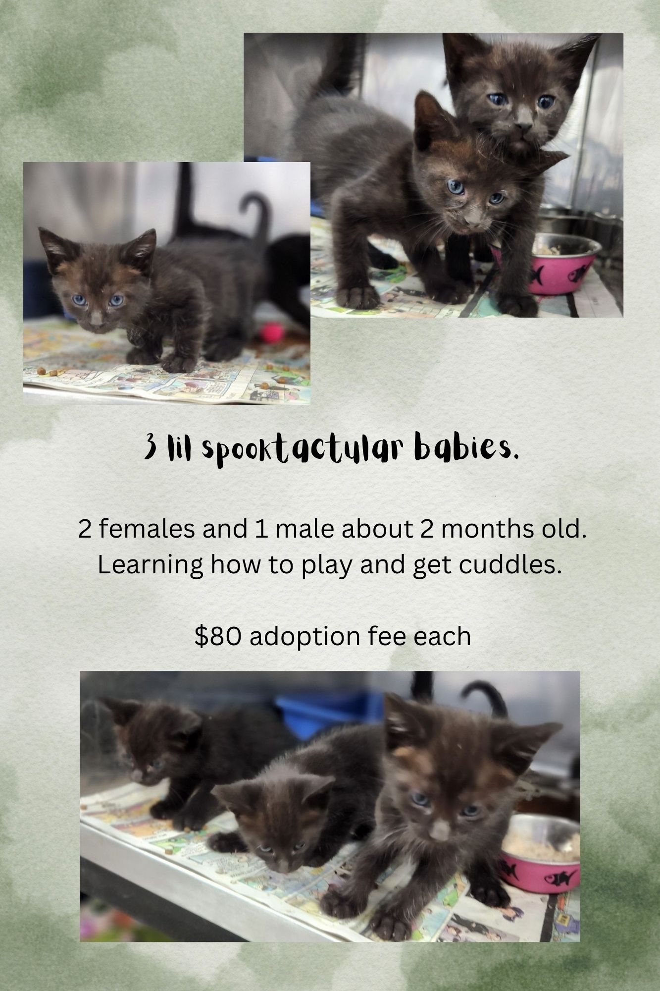 Cat for adoption LIONS AND TIGERS AND PANTHERS OH MY!!!, a Domestic