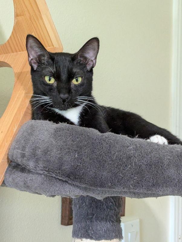 Enlarge Jaina, a Adopted Domestic Short Hair in Ocala, FL image 1/3