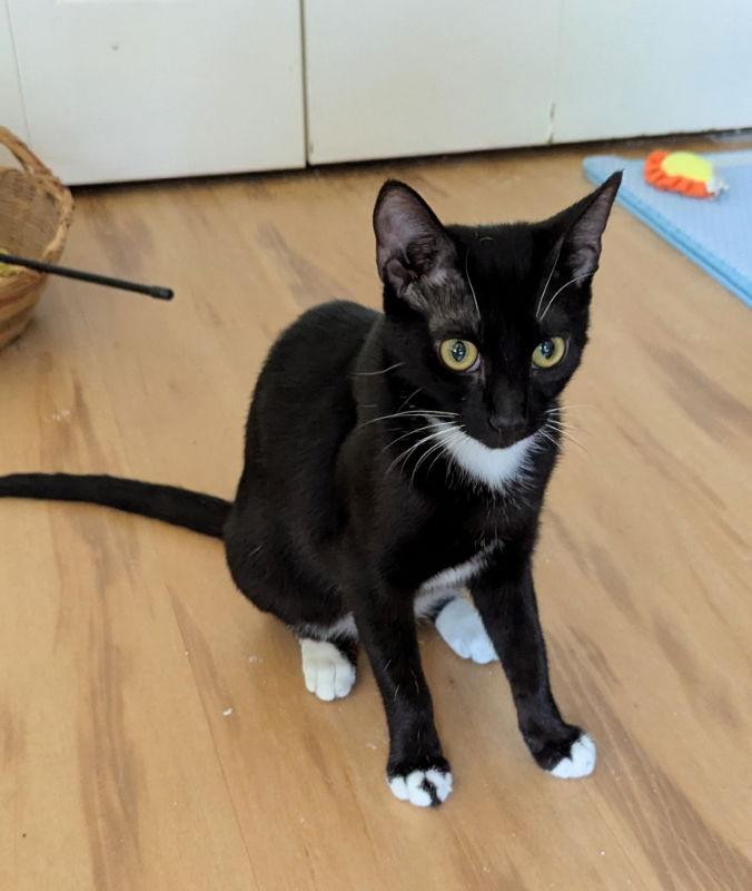 Enlarge Jaina, a Adopted Domestic Short Hair in Ocala, FL image 2/3