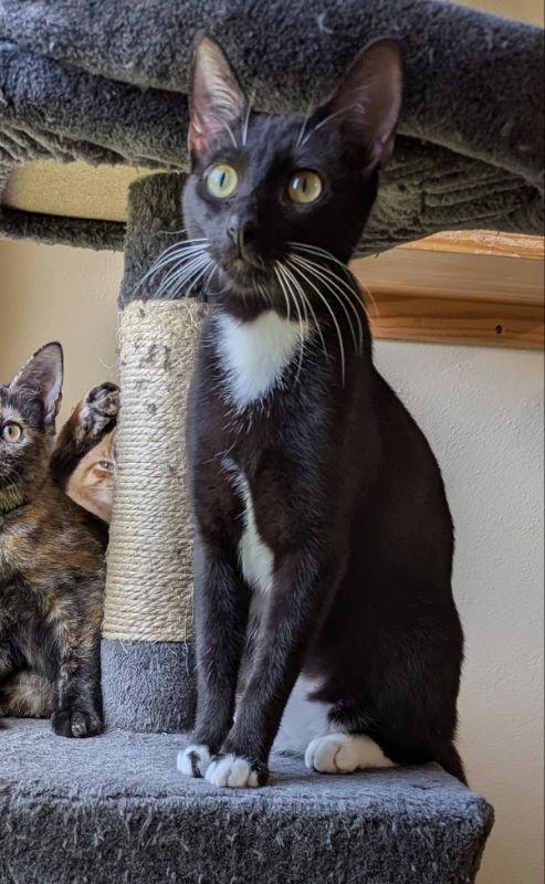 Enlarge Jaina, a Adopted Domestic Short Hair in Ocala, FL image 3/3