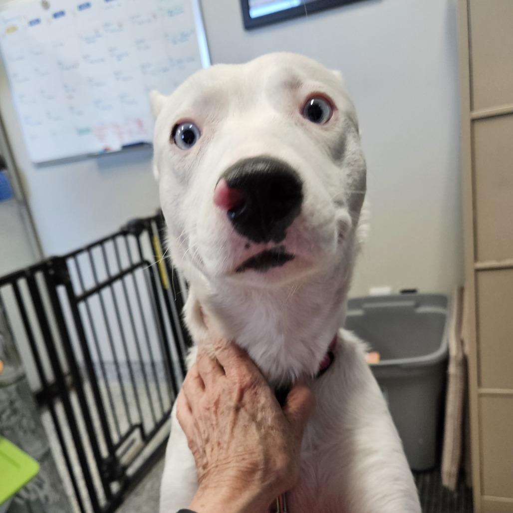 Enlarge Gypsy, a Adoptable mixed breed in Kingman, KS image 1/6