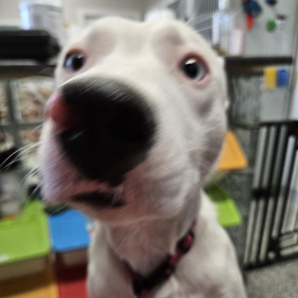 Enlarge Gypsy, a Adoptable mixed breed in Kingman, KS image 2/6