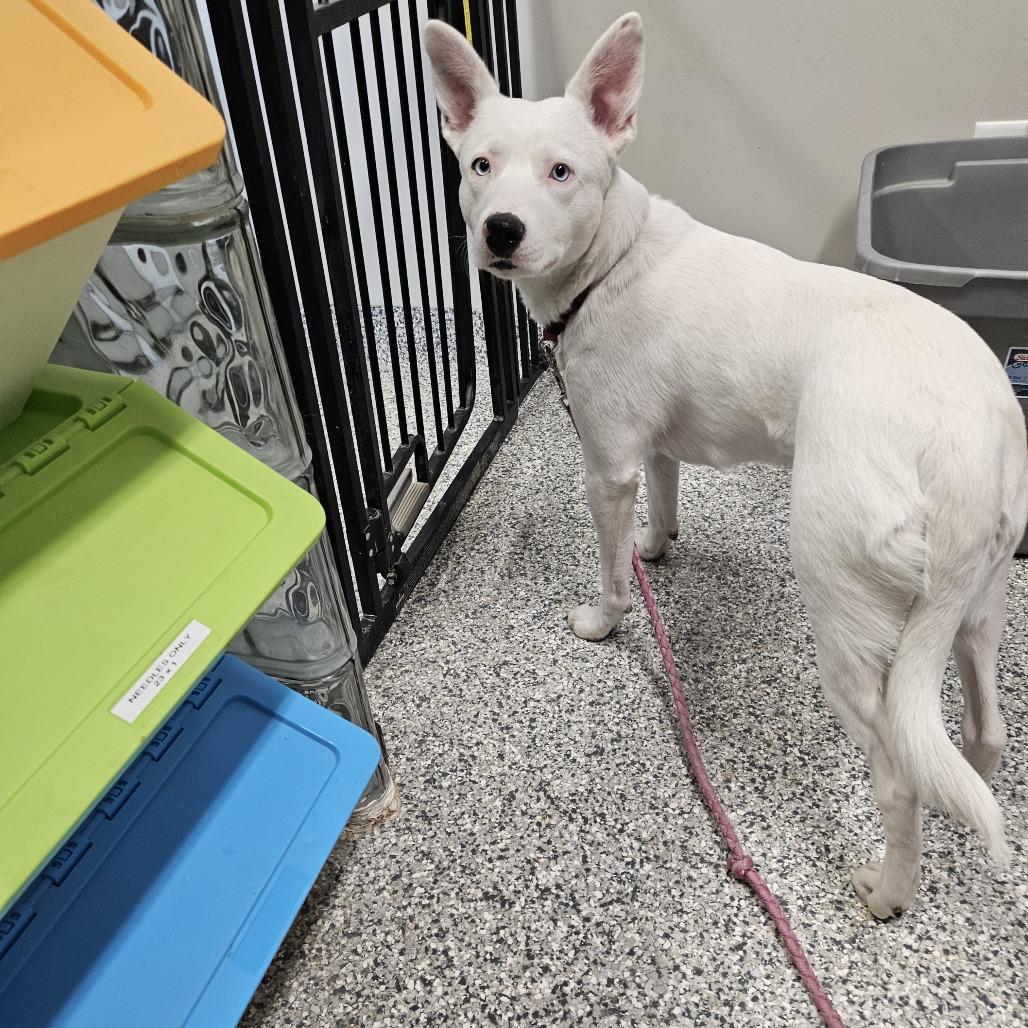 Enlarge Gypsy, a Adoptable mixed breed in Kingman, KS image 3/6