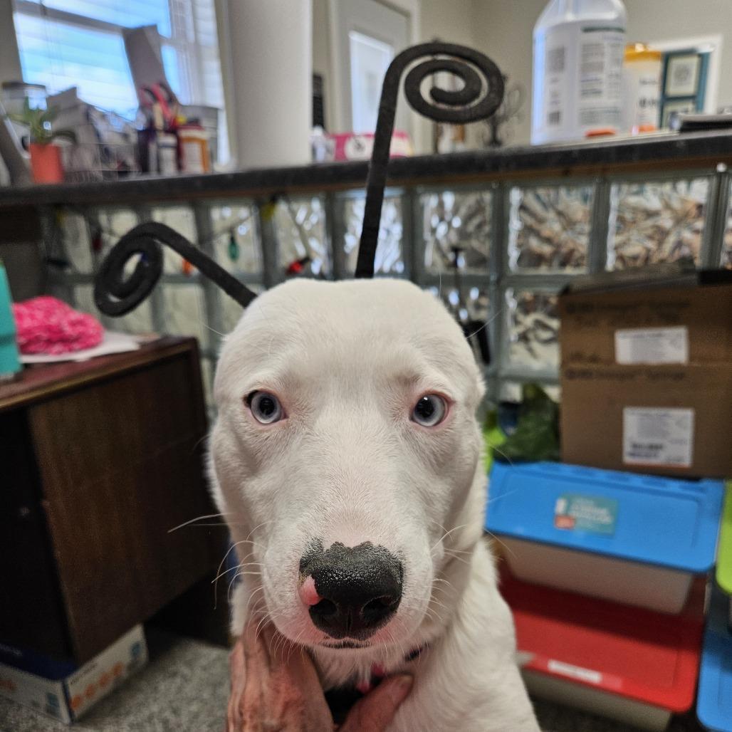 Enlarge Gypsy, a Adoptable mixed breed in Kingman, KS image 4/6