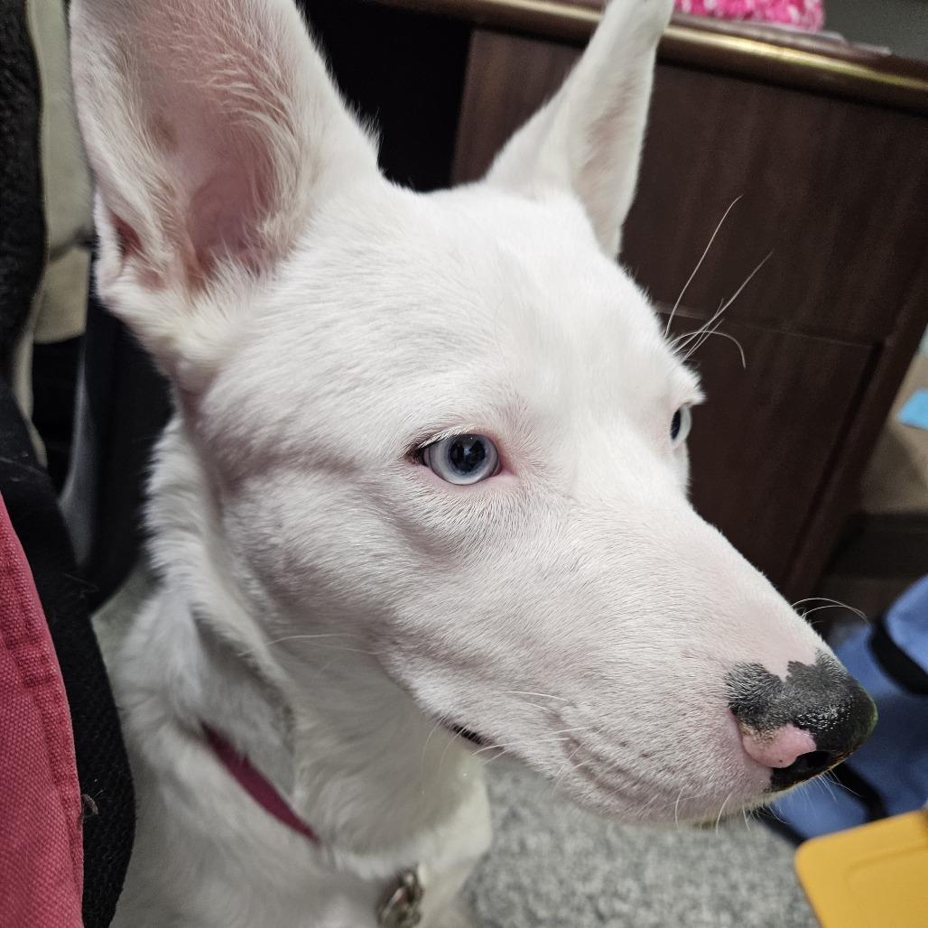 Enlarge Gypsy, a Adoptable mixed breed in Kingman, KS image 5/6