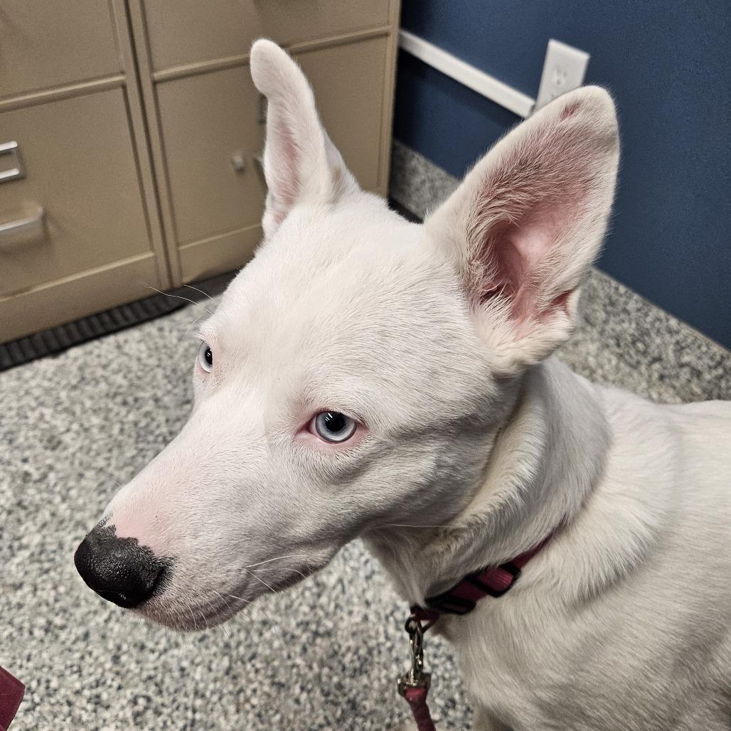 Enlarge Gypsy, a Adoptable mixed breed in Kingman, KS image 6/6