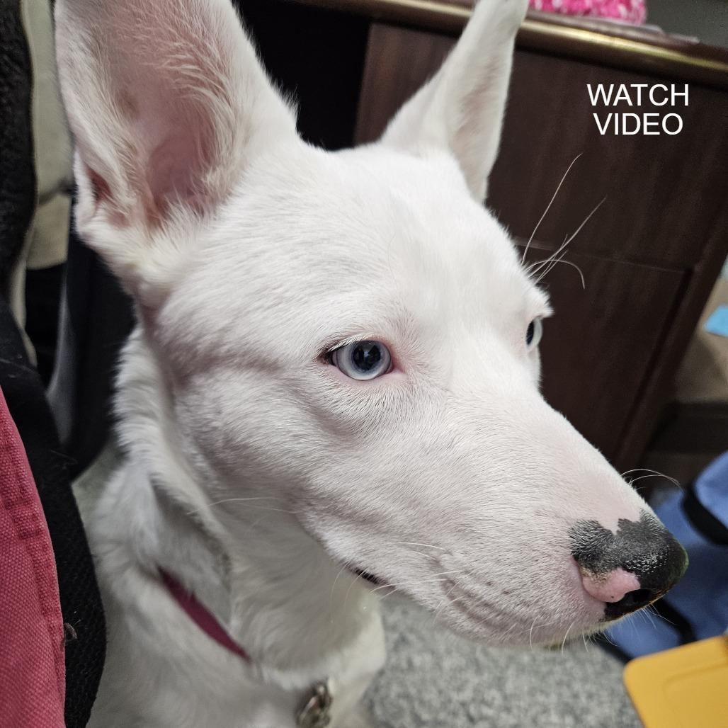 Enlarge Gypsy, a Adoptable mixed breed in Kingman, KS image 6/6