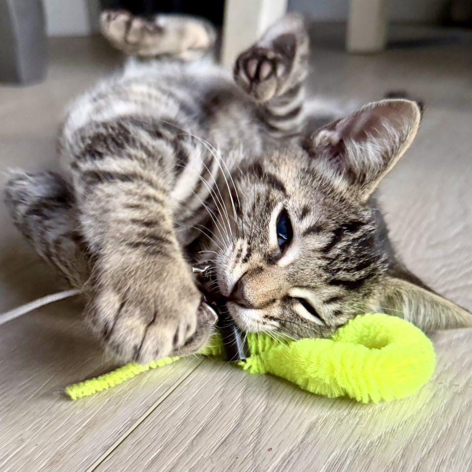 Enlarge Mckellips, a Adoptable Domestic Short Hair in Queen Creek, AZ image 3/6