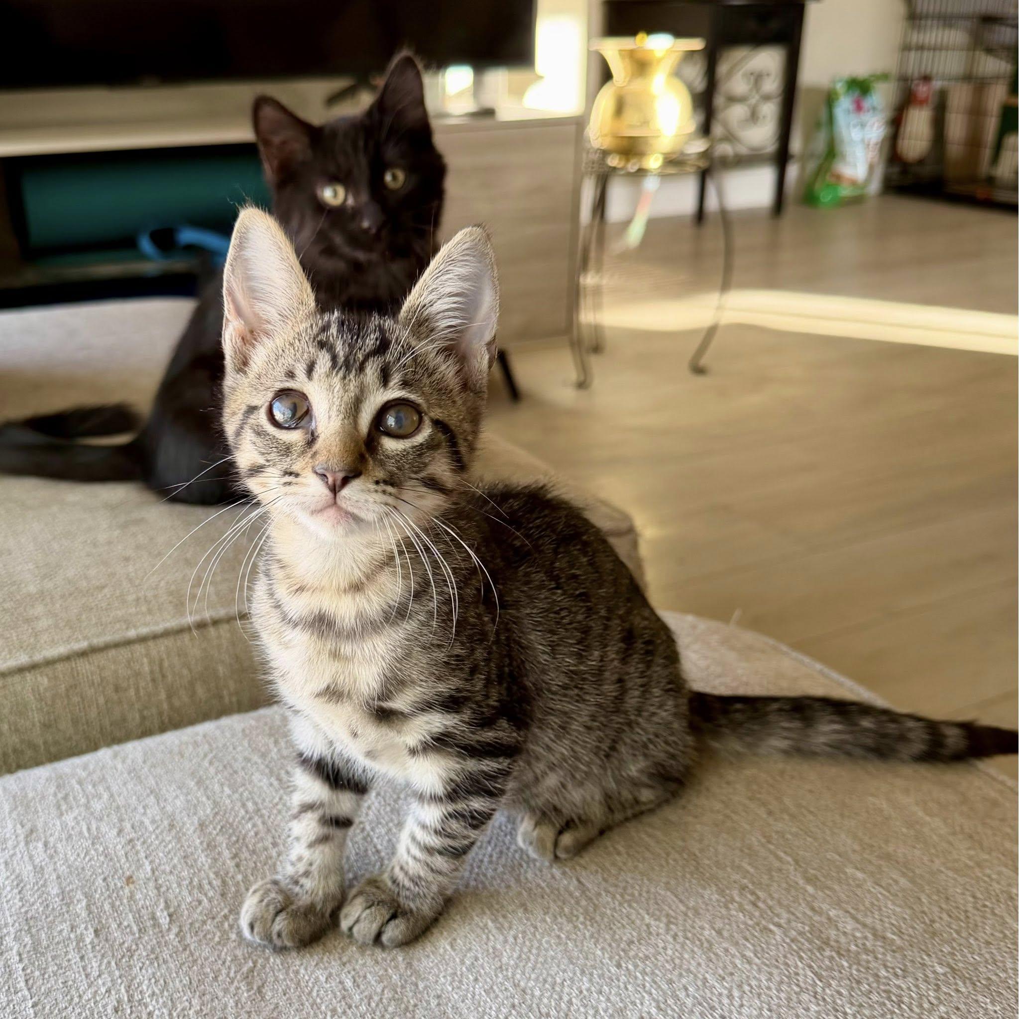 Enlarge Mckellips, a Adoptable Domestic Short Hair in Queen Creek, AZ image 2/6