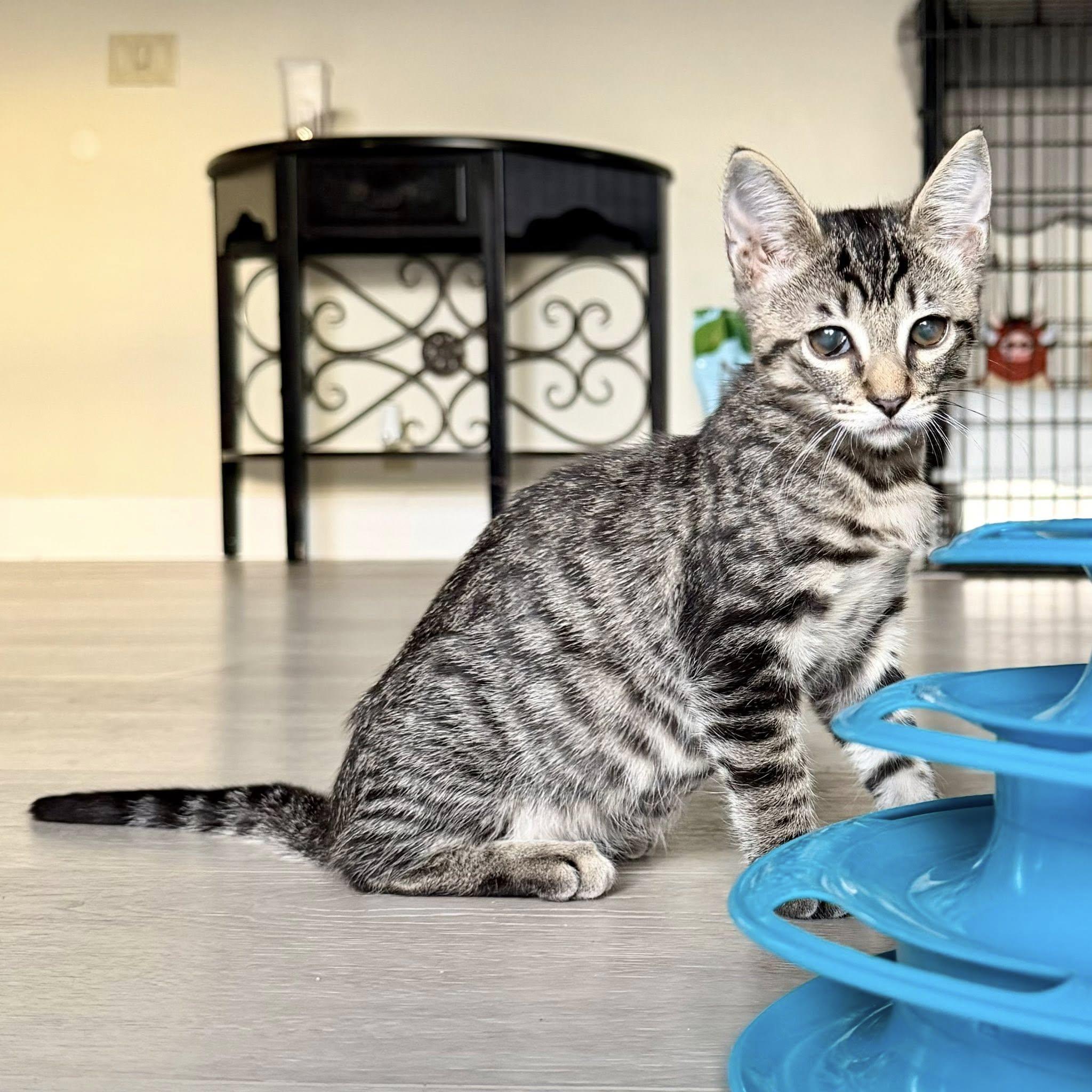 Enlarge Mckellips, a Adoptable Domestic Short Hair in Queen Creek, AZ image 6/6