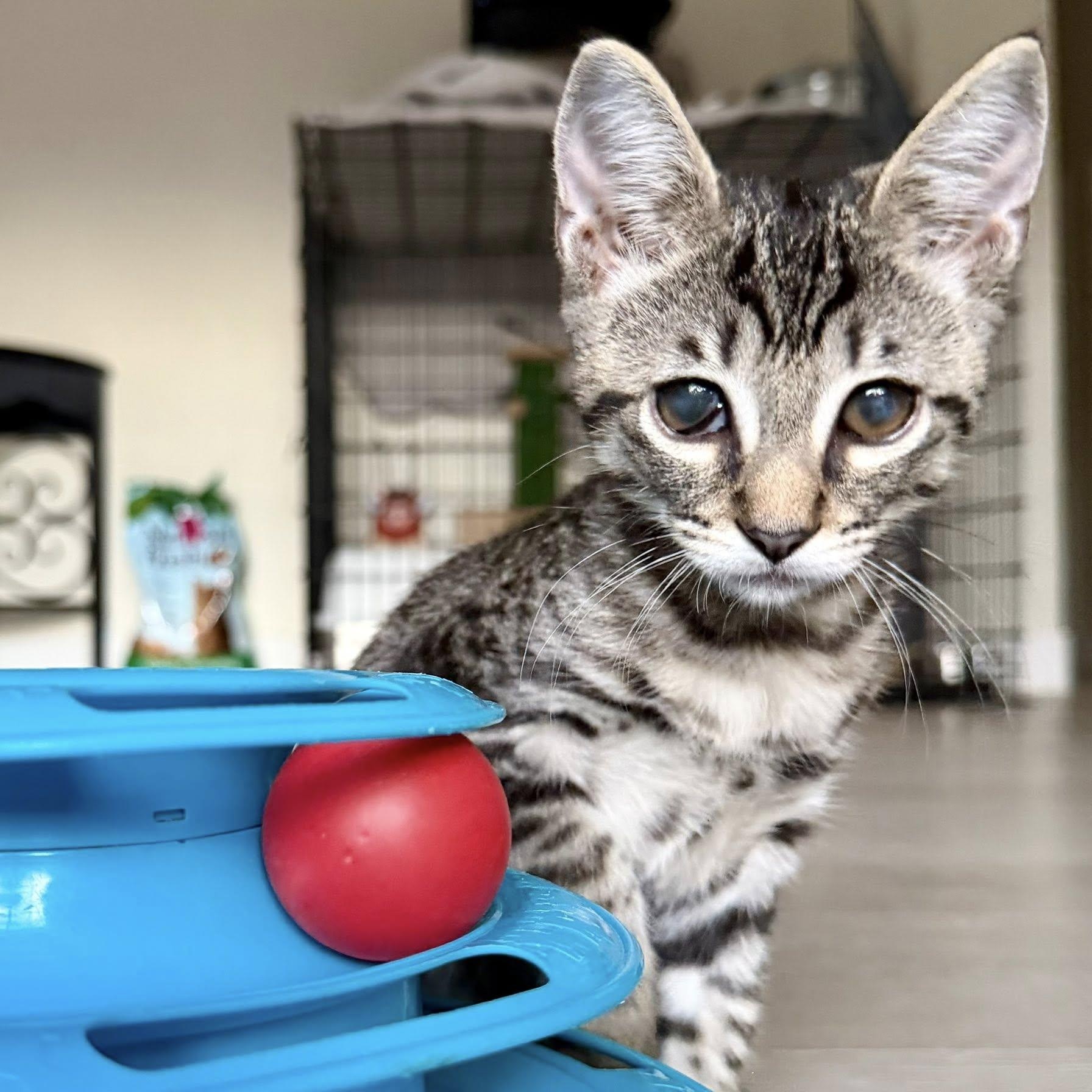 Mckellips, Adoptable, Kitten Male Domestic Short Hair.