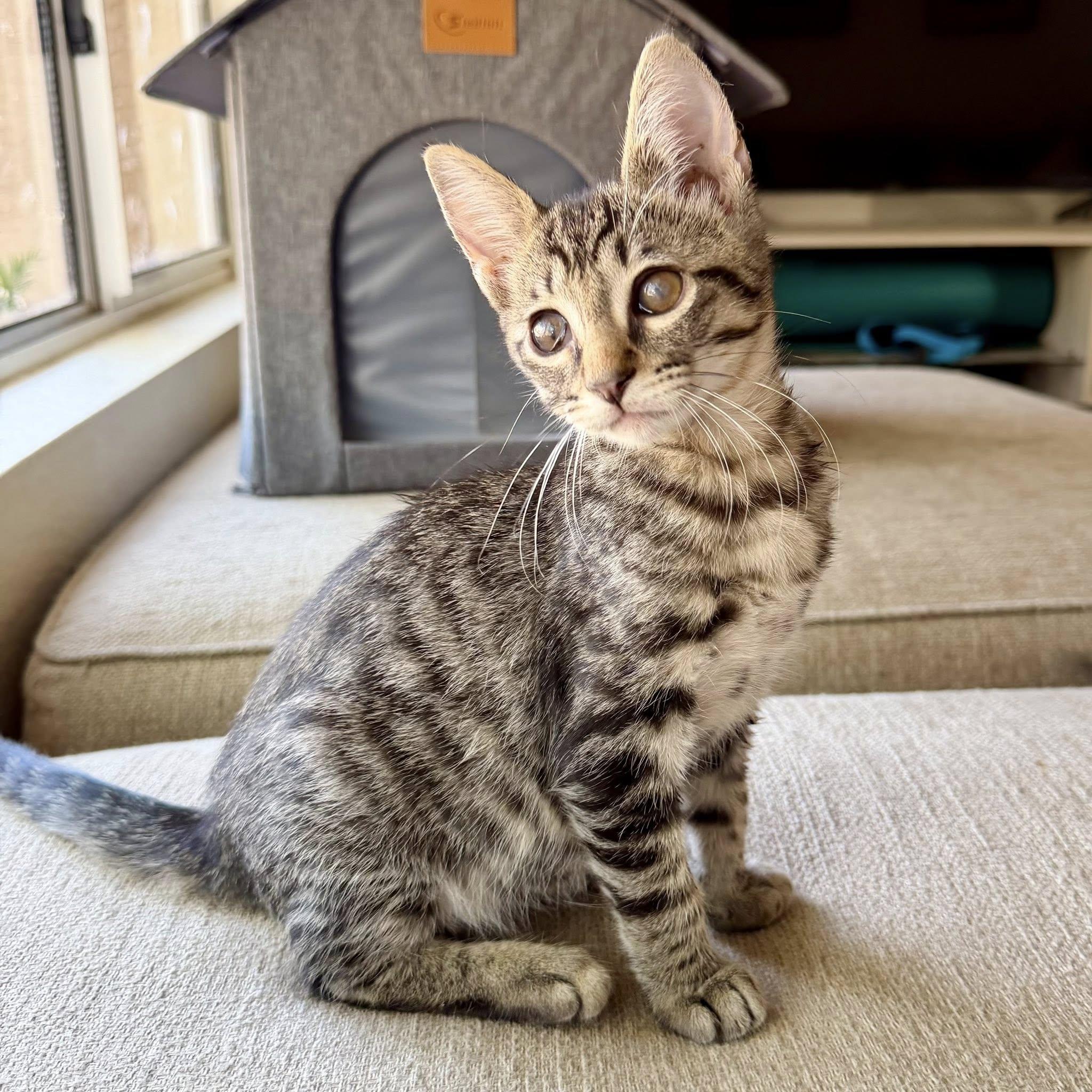 Enlarge Mckellips, a Adoptable Domestic Short Hair in Queen Creek, AZ image 5/6