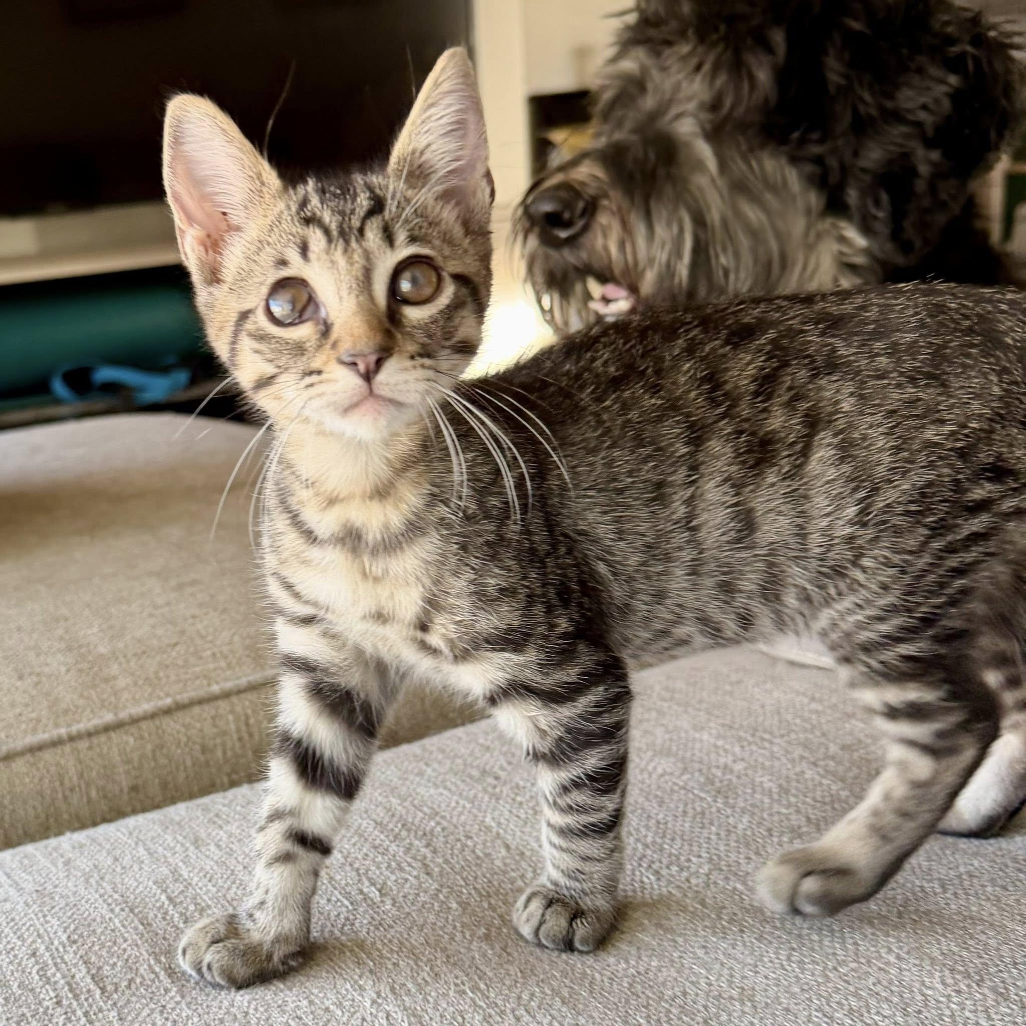 Enlarge Mckellips, a Adoptable Domestic Short Hair in Queen Creek, AZ image 4/6
