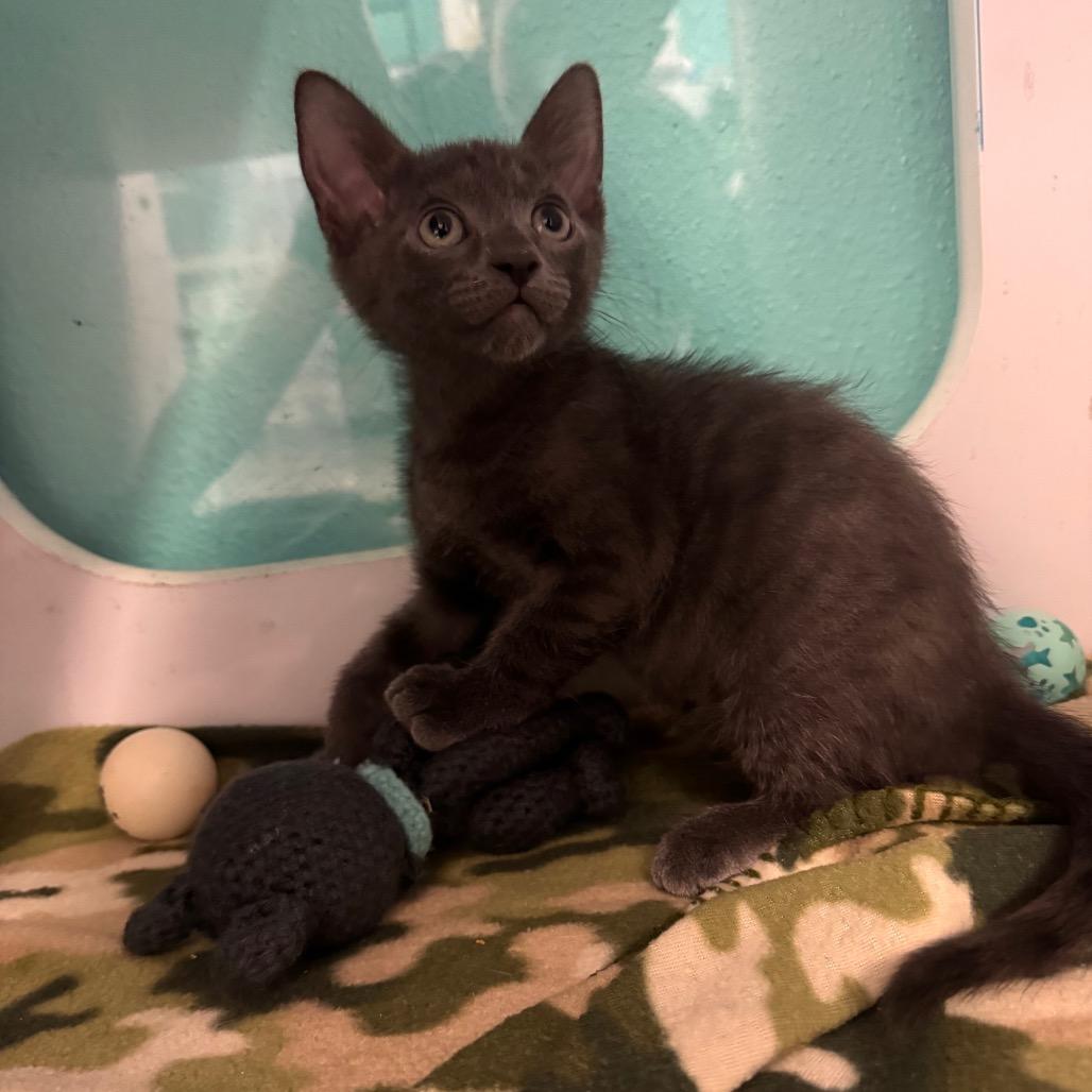 Enlarge Storm, a Adoptable Domestic Short Hair in Lake Jackson, TX image 1/4