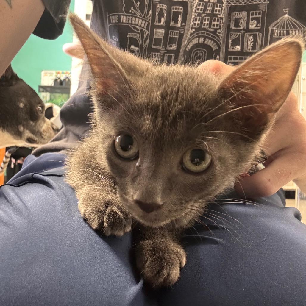 Enlarge Storm, a Adoptable Domestic Short Hair in Lake Jackson, TX image 2/4