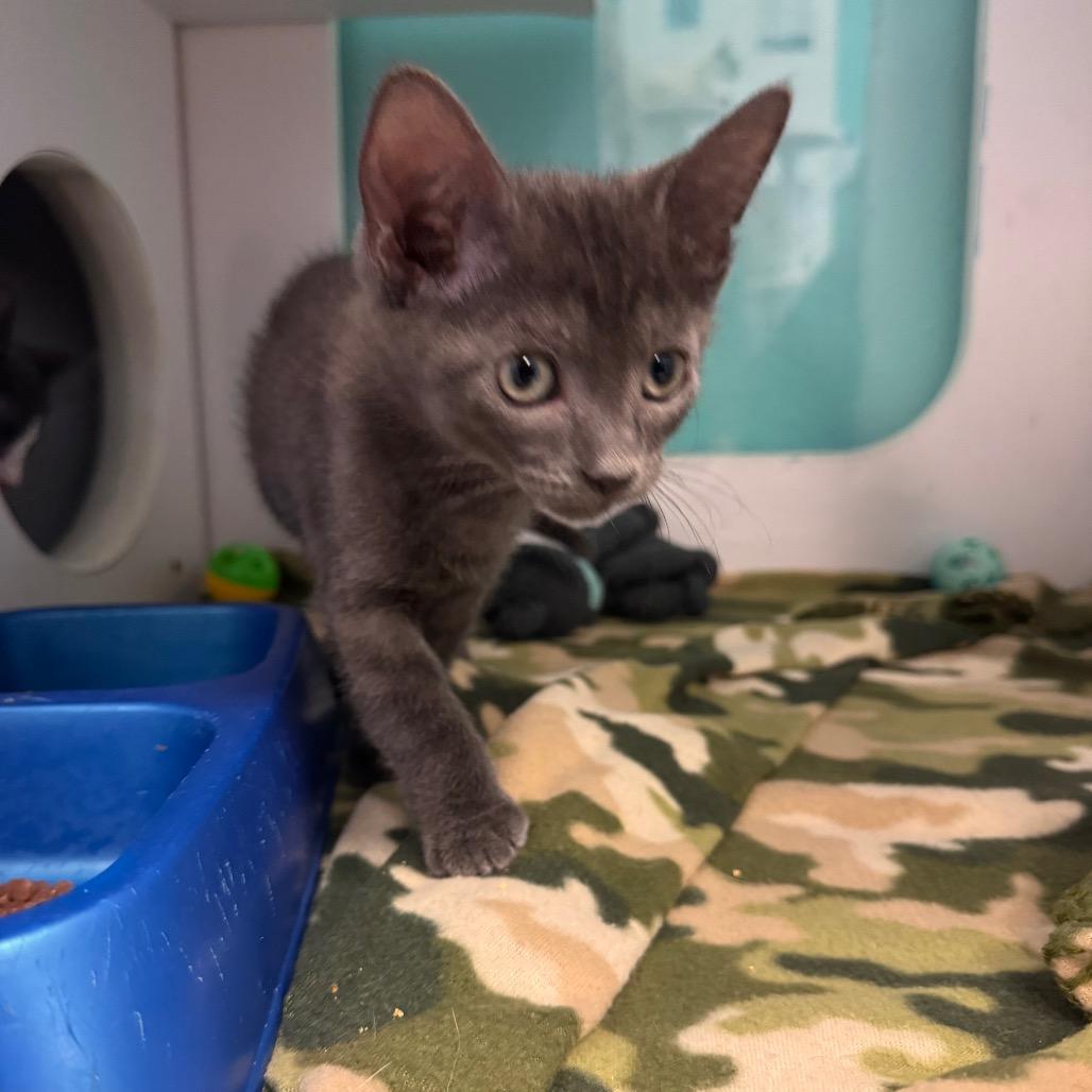 Enlarge Storm, a Adoptable Domestic Short Hair in Lake Jackson, TX image 3/4