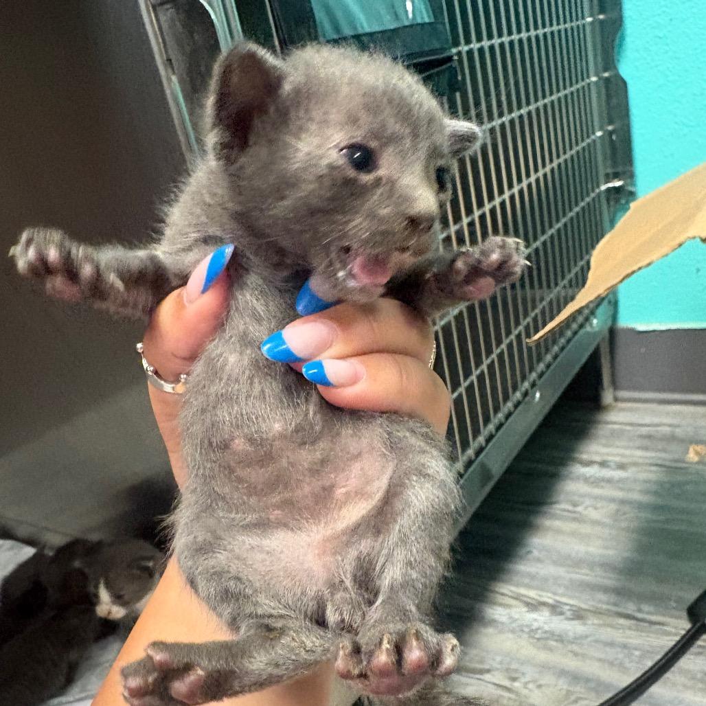 Enlarge Storm, a Adoptable Domestic Short Hair in Lake Jackson, TX image 4/4