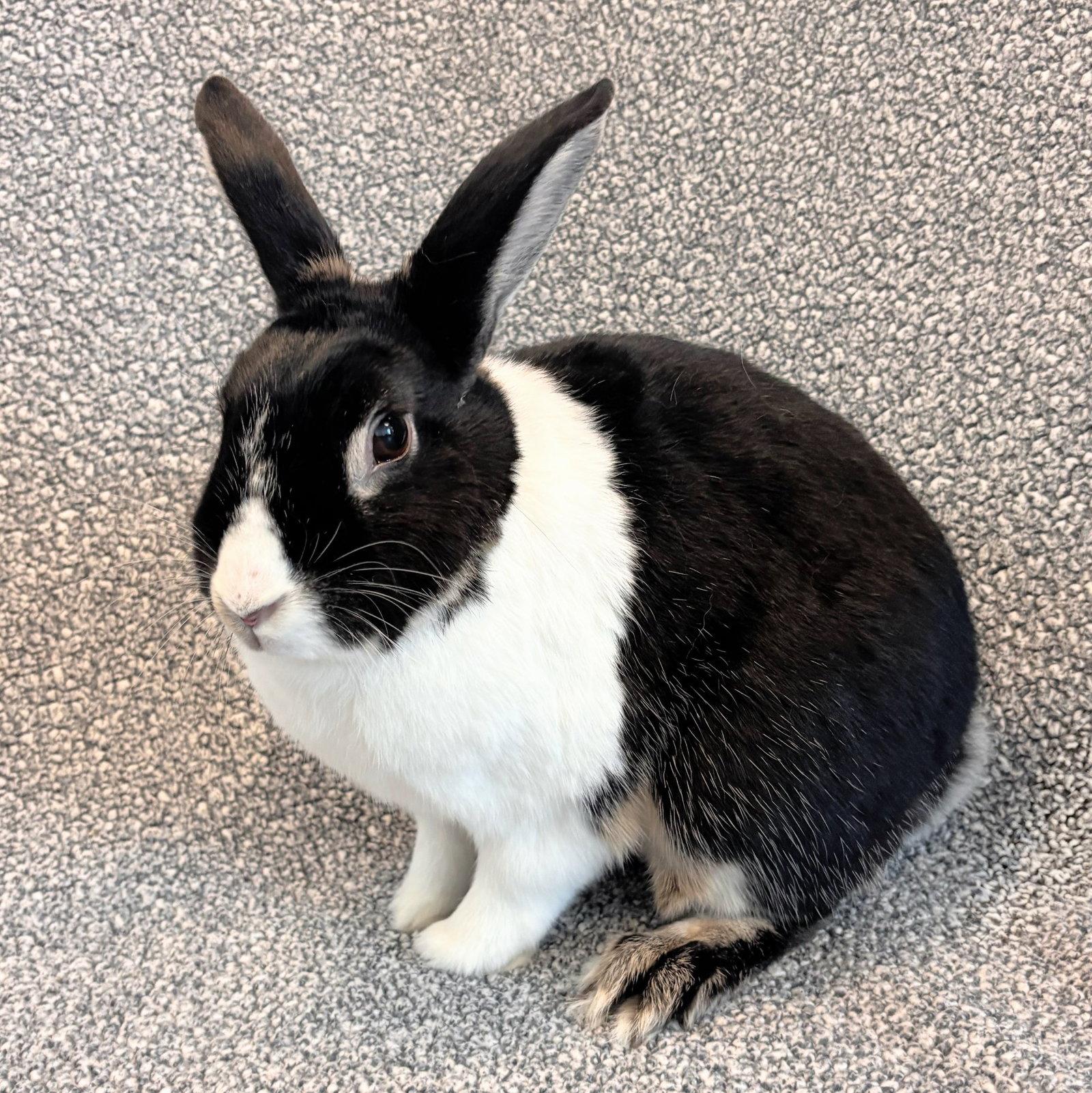 Oreo, Adoptable, Adult Male Bunny Rabbit.