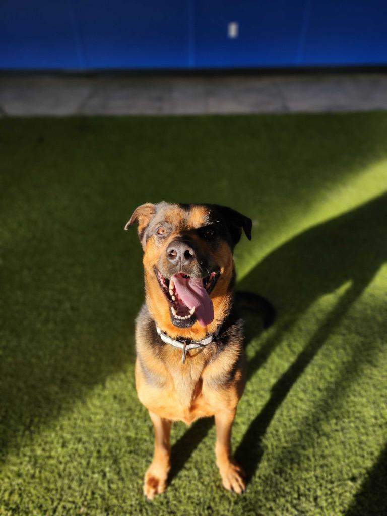 Jet, Adoptable, Young Male Mixed Breed.