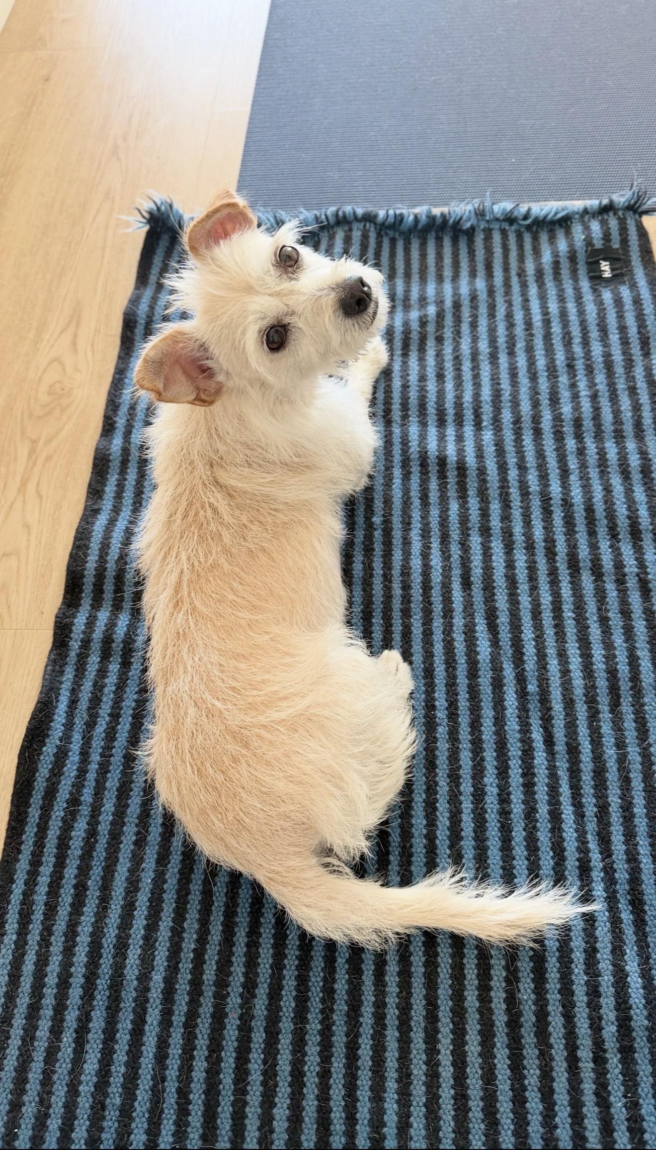 Enlarge Astrid, a Adoptable West Highland White Terrier / Westie in San Diego, CA image 5/5