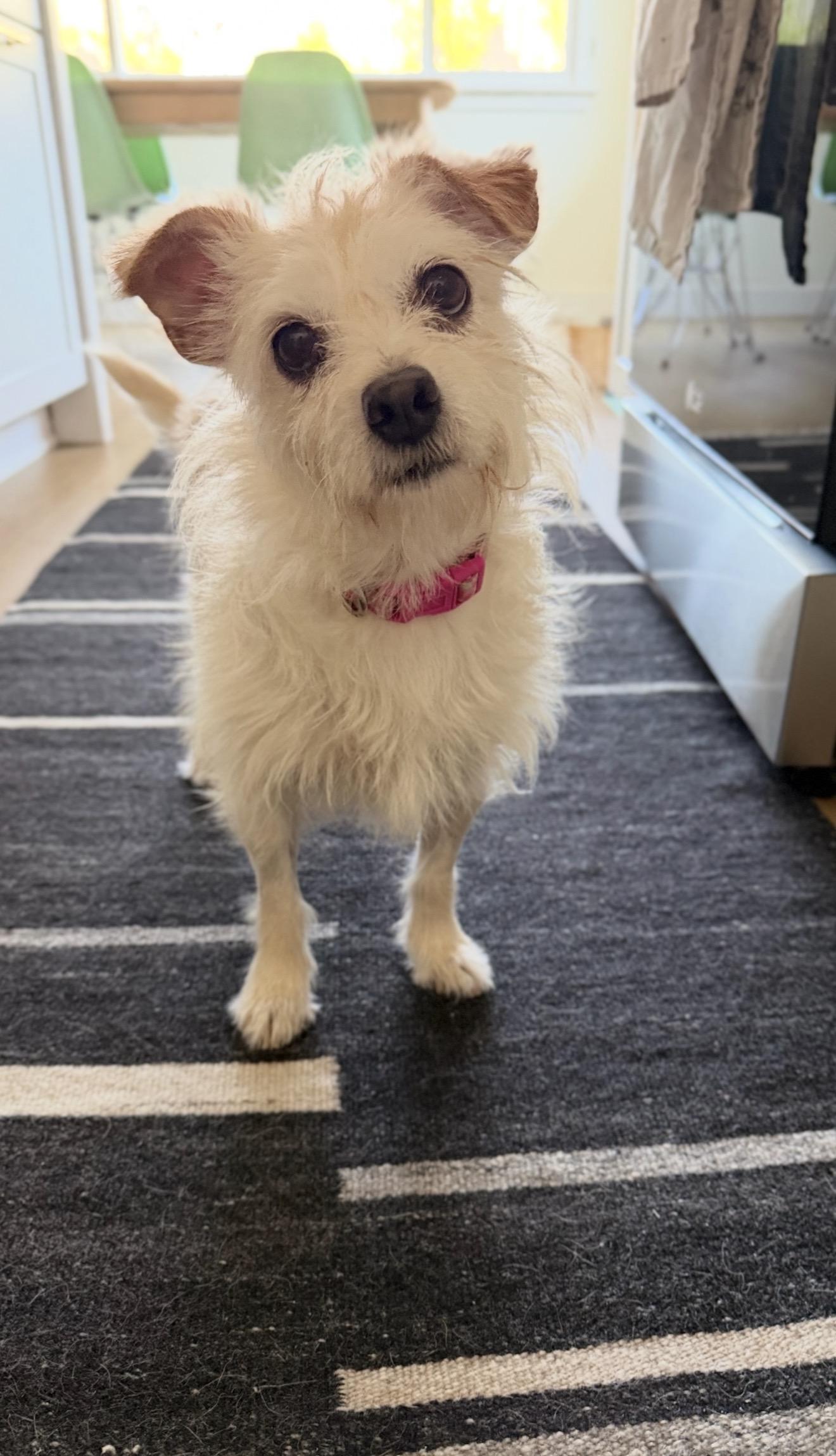 Enlarge Astrid, a Adoptable West Highland White Terrier / Westie in San Diego, CA image 3/5