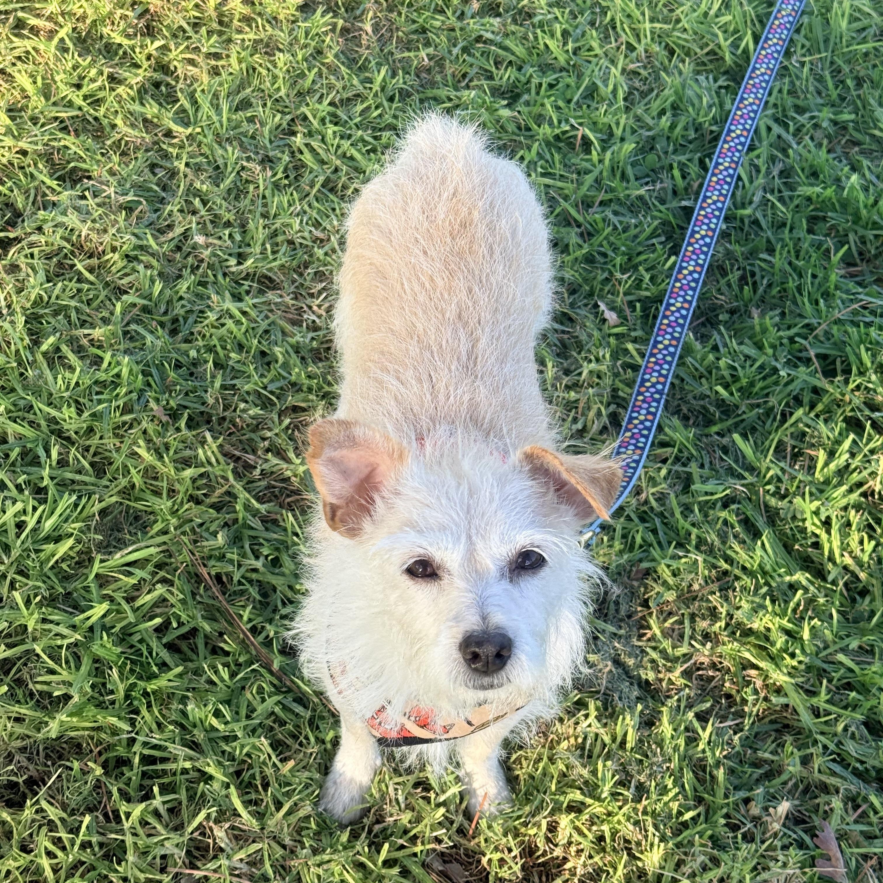Enlarge Astrid, a Adoptable West Highland White Terrier / Westie in San Diego, CA image 2/5