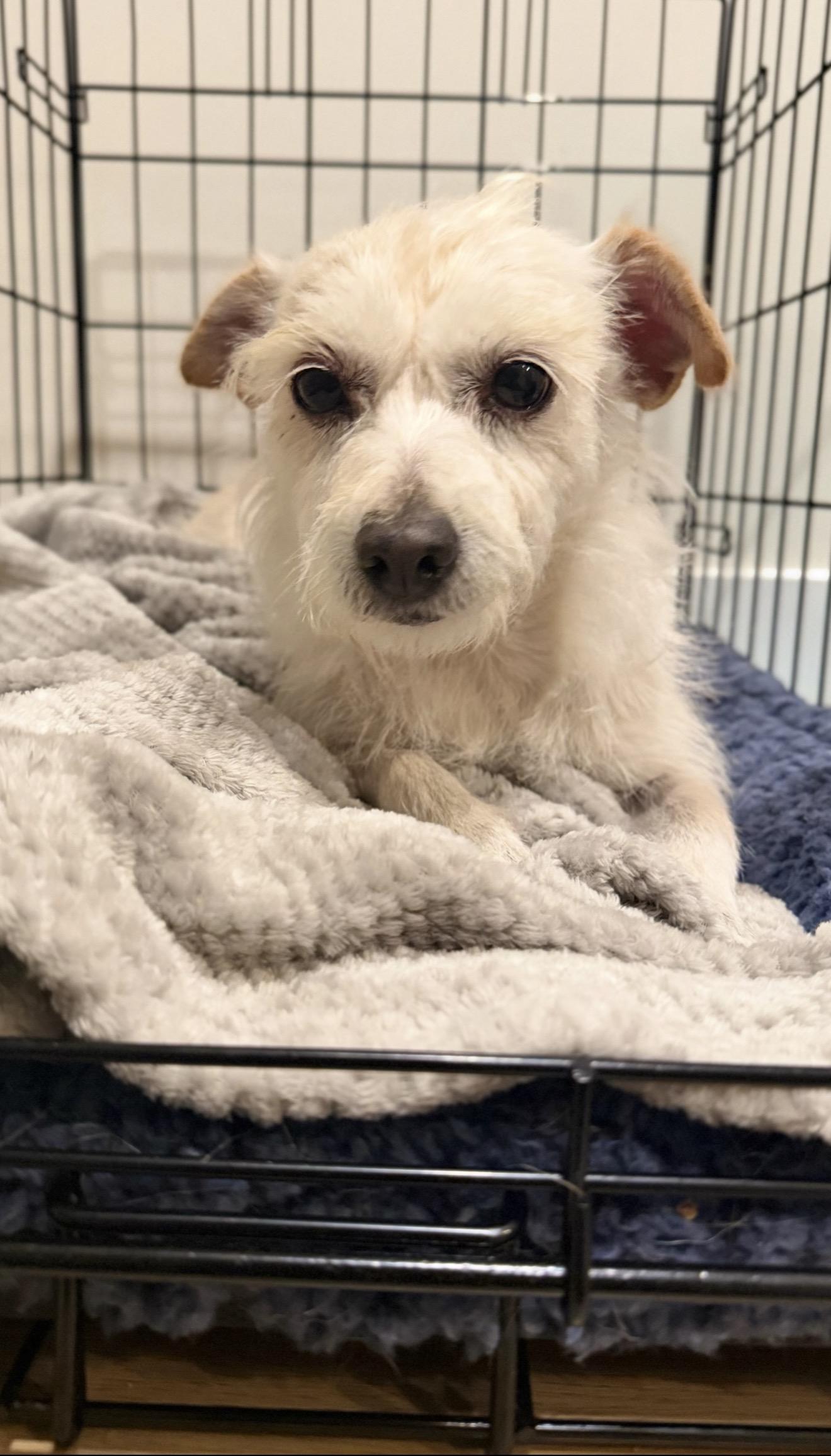Enlarge Astrid, a Adoptable West Highland White Terrier / Westie in San Diego, CA image 4/5