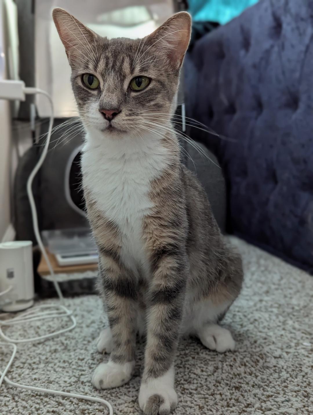 Enlarge Citrus, a Adoptable Domestic Short Hair in Mokena, IL image 2/5