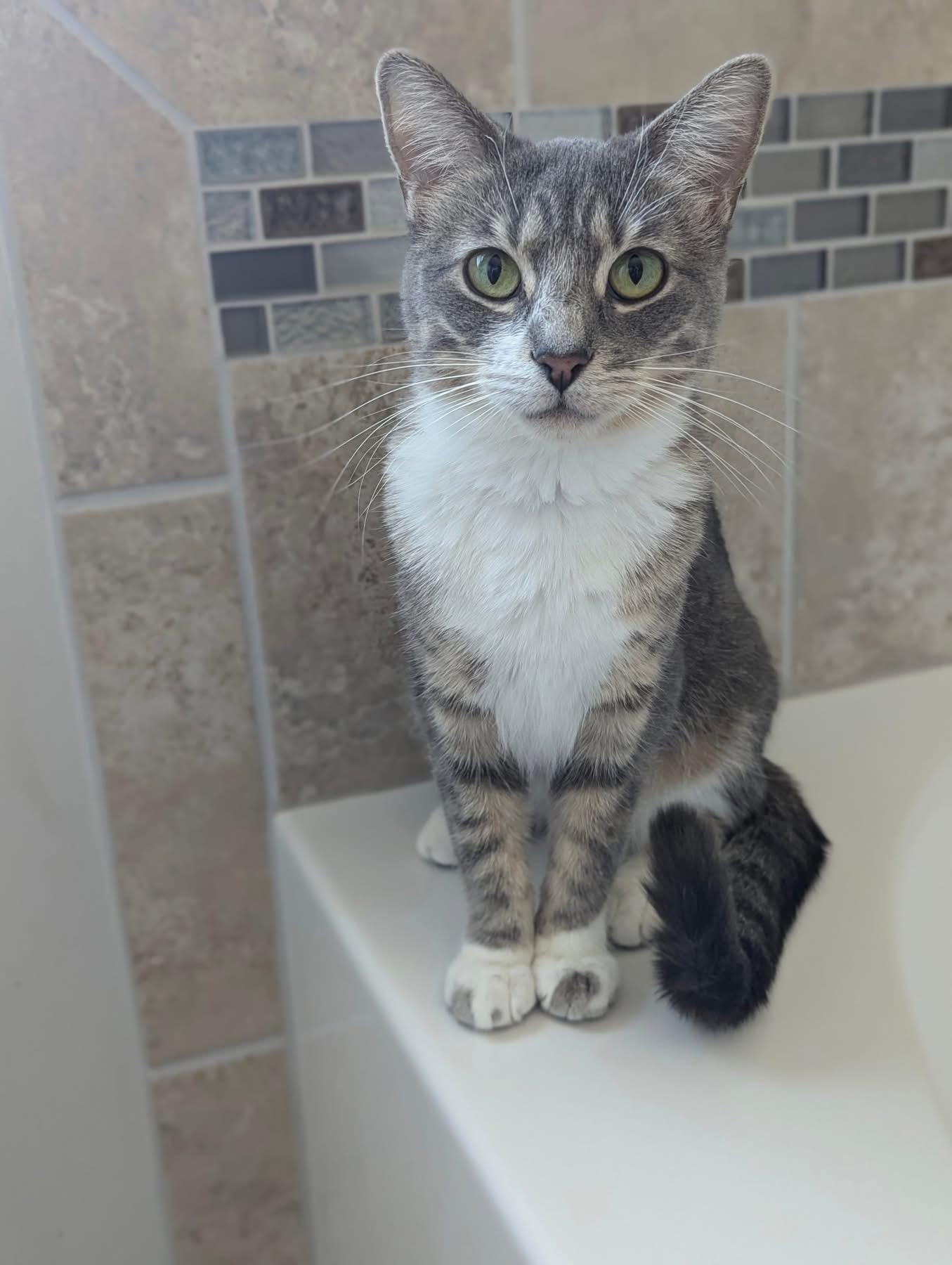 Enlarge Citrus, a Adoptable Domestic Short Hair in Mokena, IL image 1/5