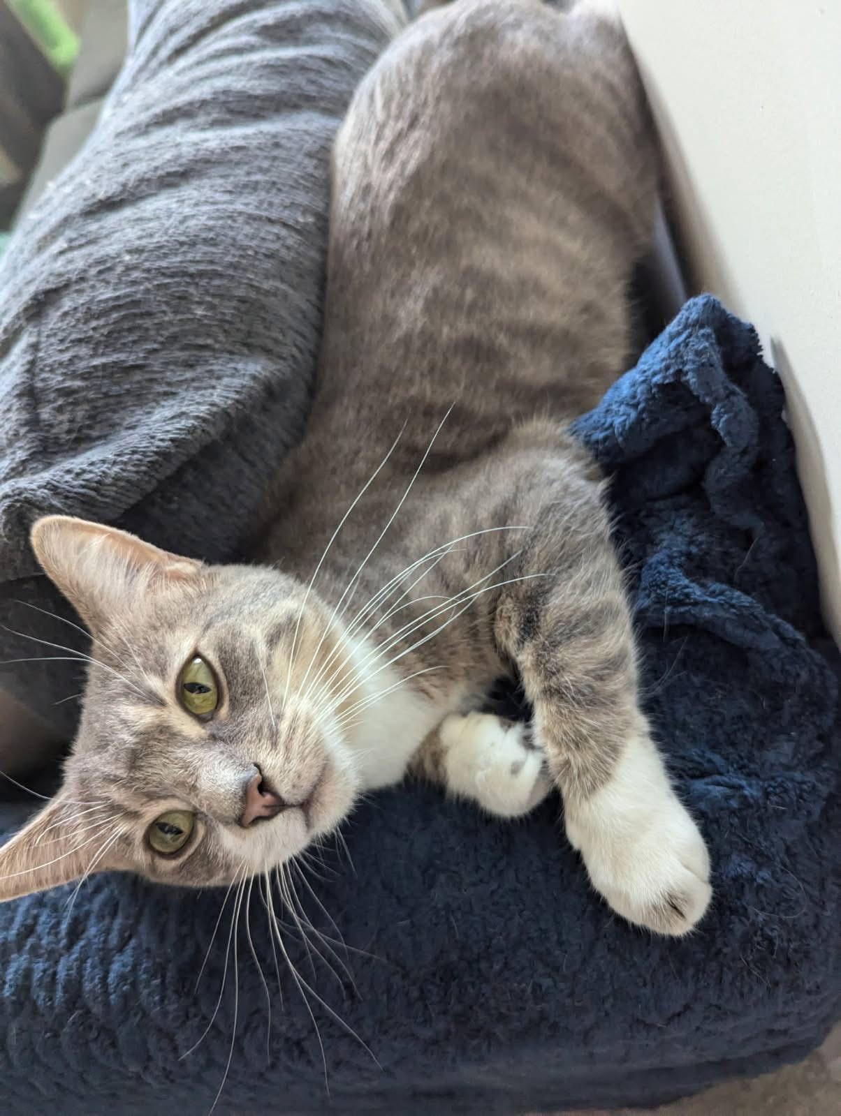 Enlarge Citrus, a Adoptable Domestic Short Hair in Mokena, IL image 3/5