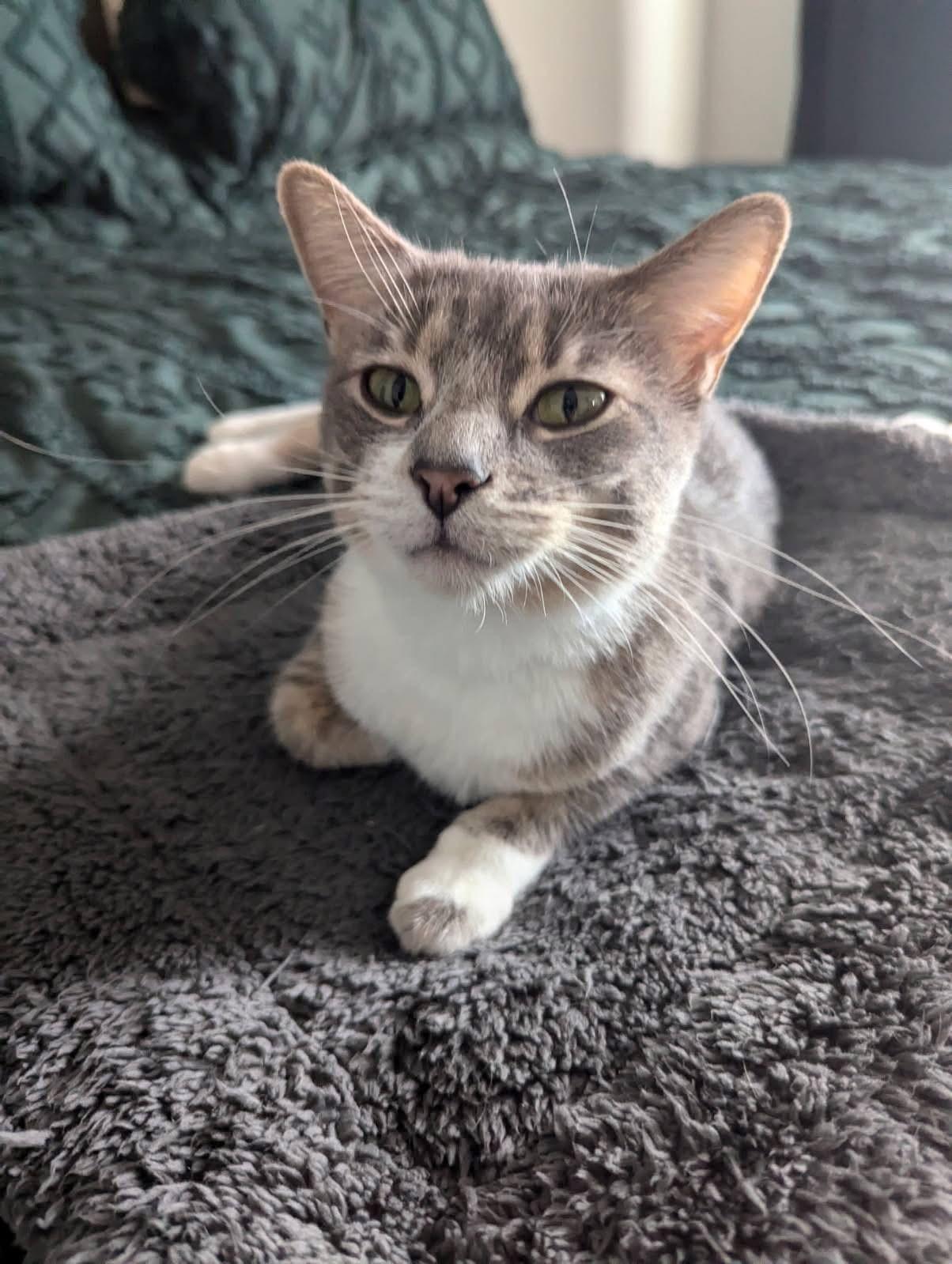Enlarge Citrus, a Adoptable Domestic Short Hair in Mokena, IL image 4/5