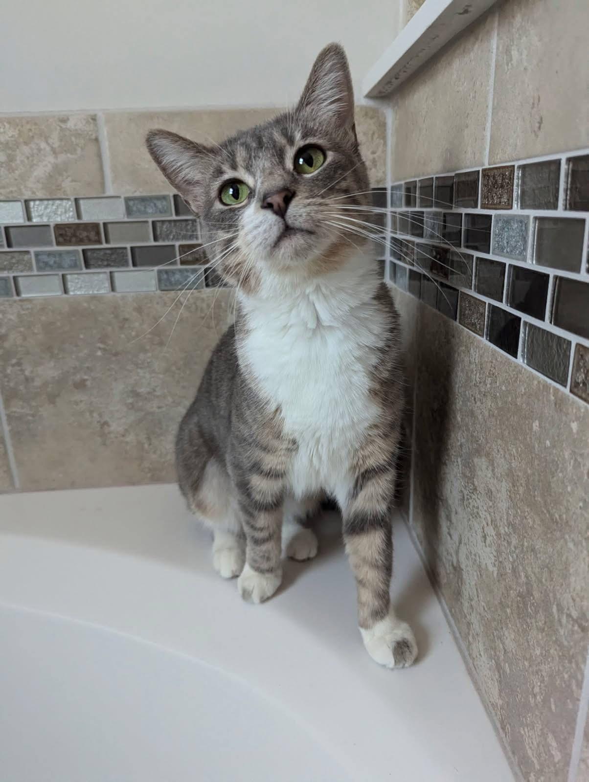 Enlarge Citrus, a Adoptable Domestic Short Hair in Mokena, IL image 5/5
