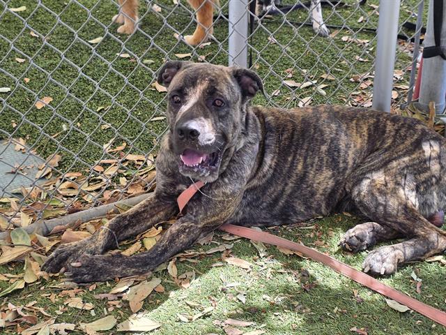 MARTY, Adoptable, Adult Male Mastiff.