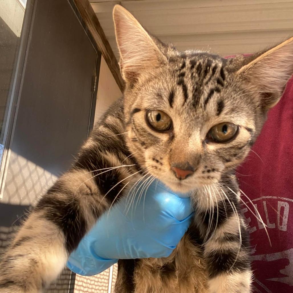 Chucky — thumbnail 2