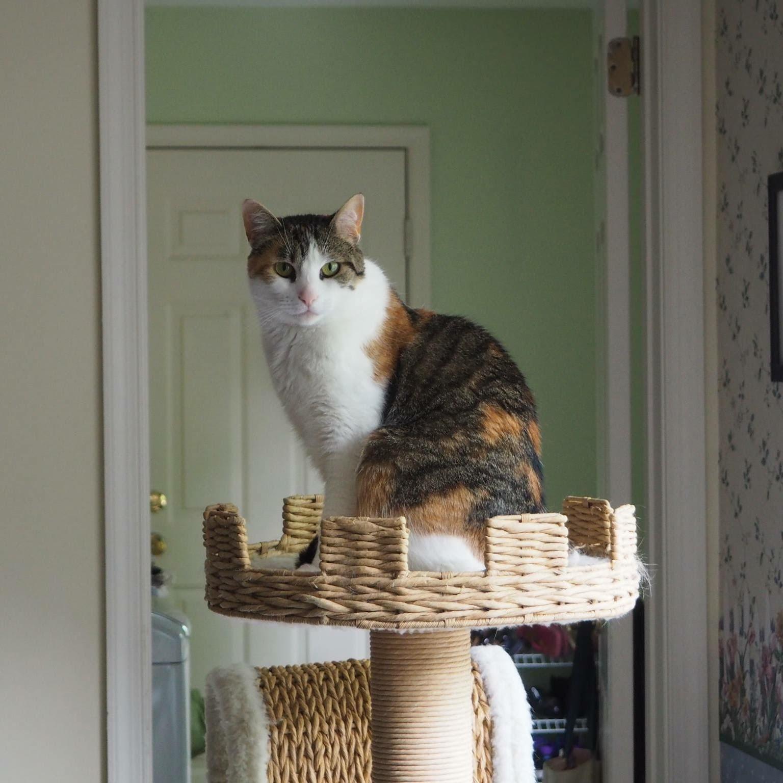 Enlarge Callie/affectionate calico girl, loves people, a Adoptable mixed breed in West Chester, PA image 1/2