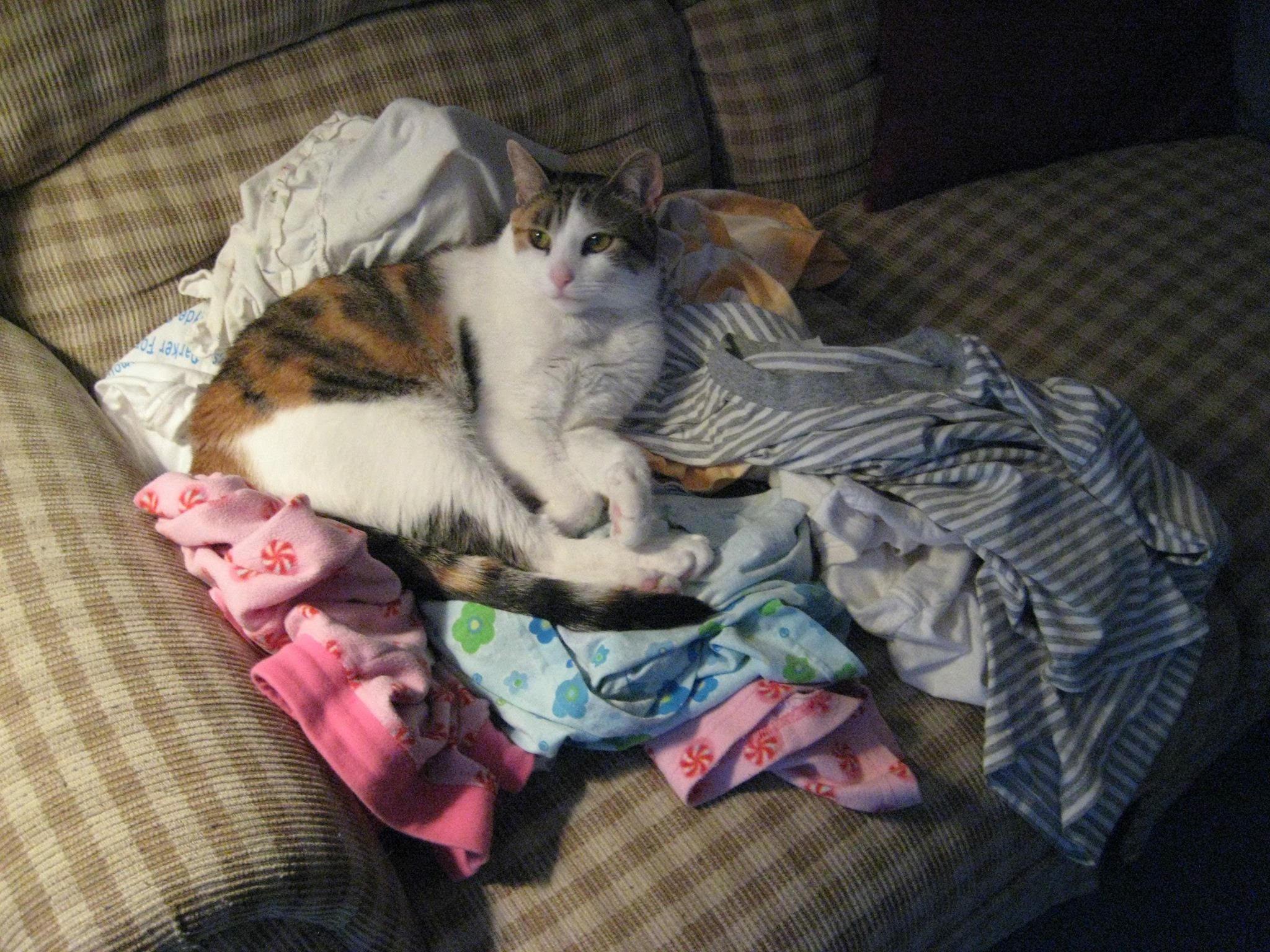 Enlarge Callie/affectionate calico girl, loves people, a Adoptable mixed breed in West Chester, PA image 2/2