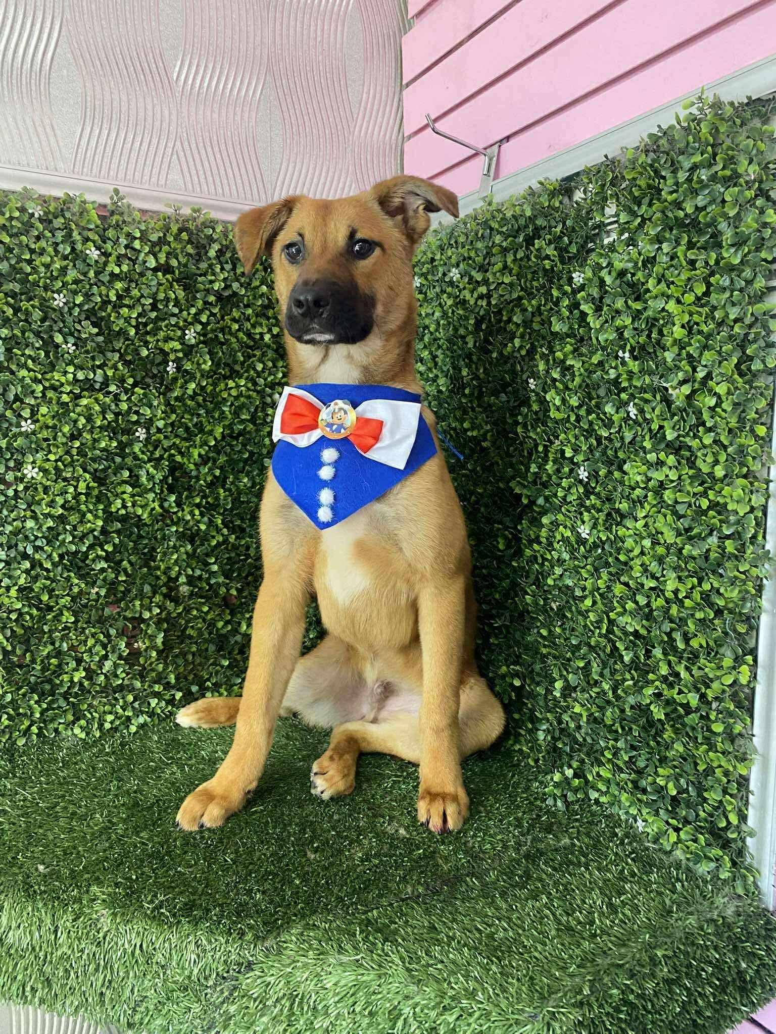 Lilo, a Adoptable Mixed Breed in Puyallup, WA image 5/6