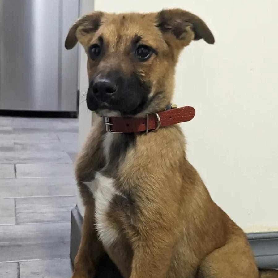 Lilo, a Adoptable Mixed Breed in Puyallup, WA image 6/6